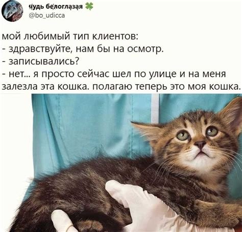 Влияние качества взаимодействия с человеком на предпочтения кошек