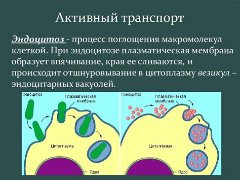 Влияние клеточной стенки на фагоцитоз