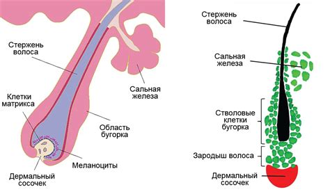 Влияние нарушения микроциркуляции на волосяные фолликулы