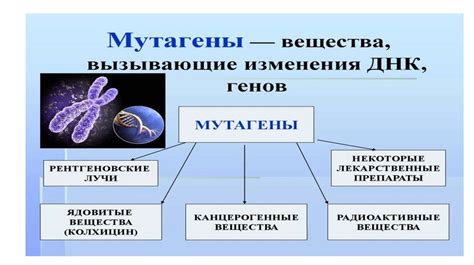 Влияние наследственности на внешний облик человека