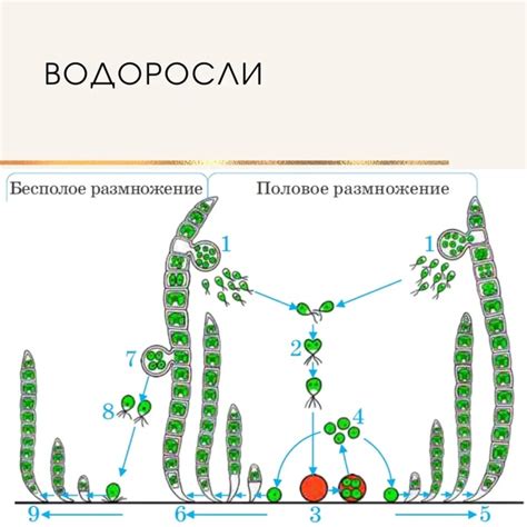 Влияние наследственности на образование гамет