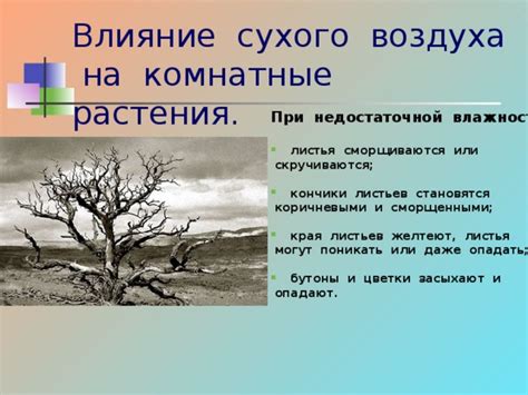 Влияние на бутоны и листья