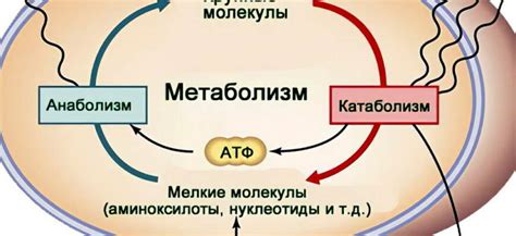 Влияние на метаболические процессы