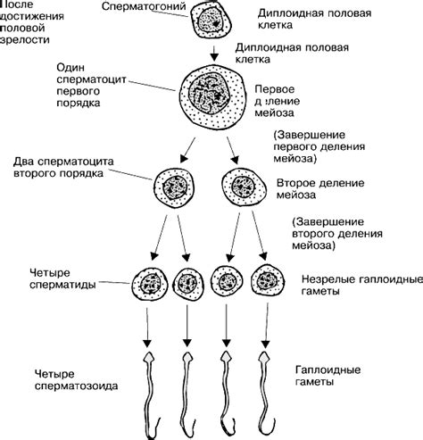 Влияние на сперматогенез