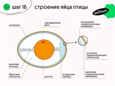 Влияние на структуру яйца