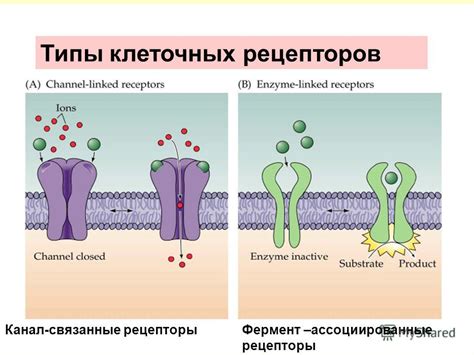 Влияние неадекватной активации рецепторов на предварительное расщепление сигнала