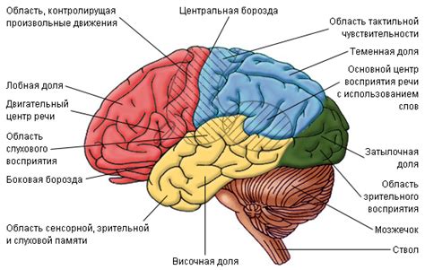 Влияние нейронов коры головного мозга на моторные навыки и координацию движений