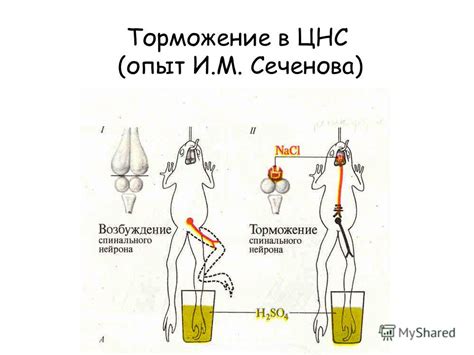 Влияние нервной системы на регуляцию температуры ног