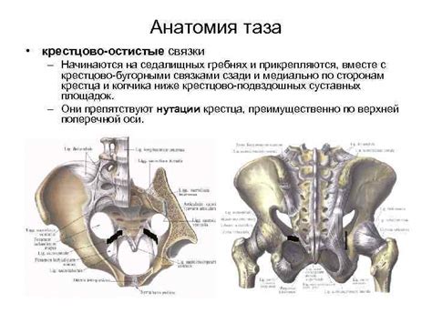 Влияние образа жизни и движения на форму таза