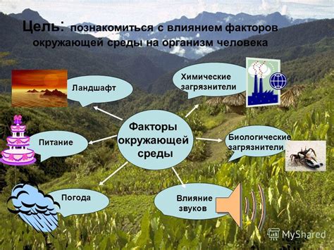 Влияние окружающей среды и факторы стилизации