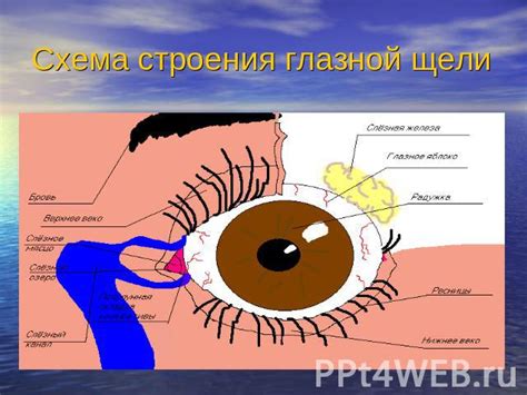 Влияние окружающей среды на органы зрения