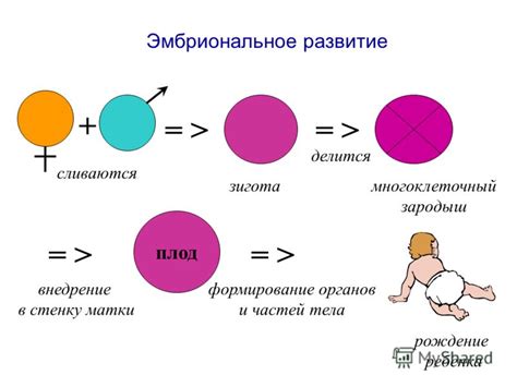 Влияние питания матери на эмбриональное развитие