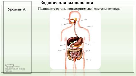 Влияние пищеварительных нарушений на жевательные процессы у теленка