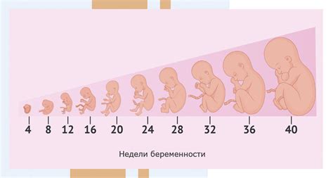 Влияние пищи на развитие плода