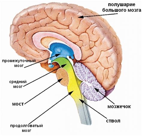 Влияние повреждения продолговатого мозга на когнитивные функции