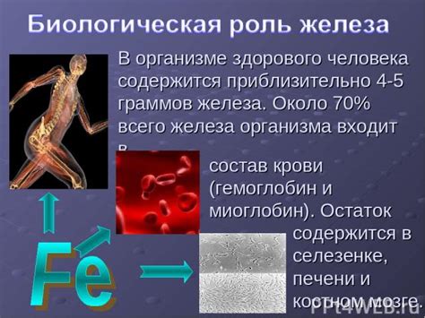 Влияние повышенного железа и низкого гемоглобина на организм