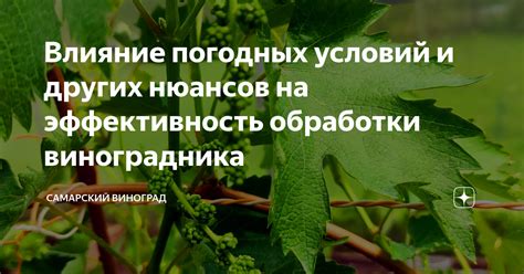 Влияние погодных условий на трескание винограда