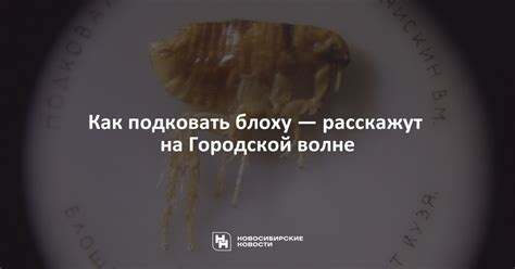 Влияние подковки на танцующую блоху