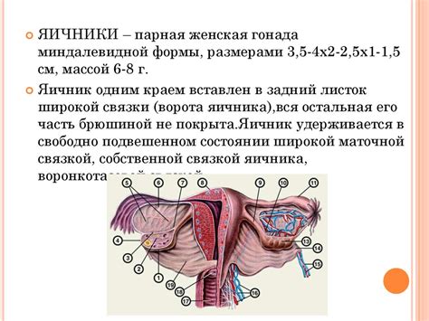 Влияние половой селекции на форму органов