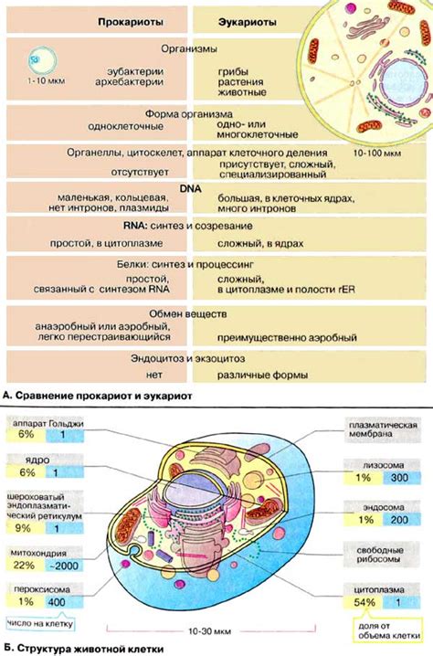 Влияние разнообразия белков в рибосомах эукариот на клеточные процессы