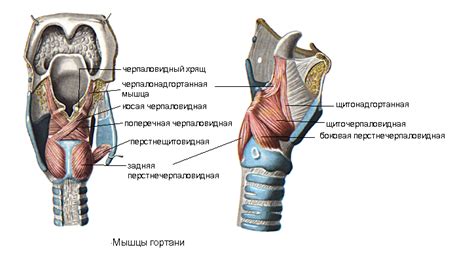 Влияние расслабленных гортанных мышц