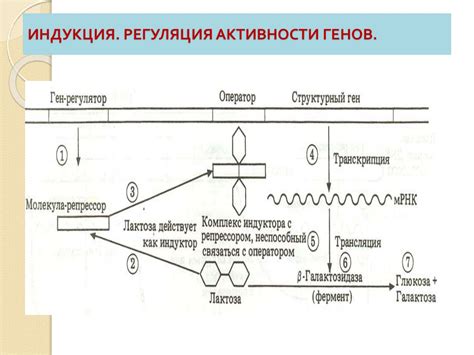 Влияние реализации наследственной информации на развитие организмов