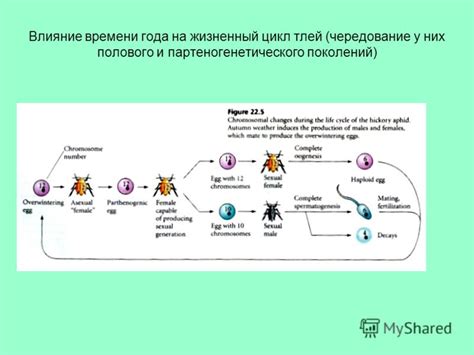 Влияние стресса на жизненный цикл улиток