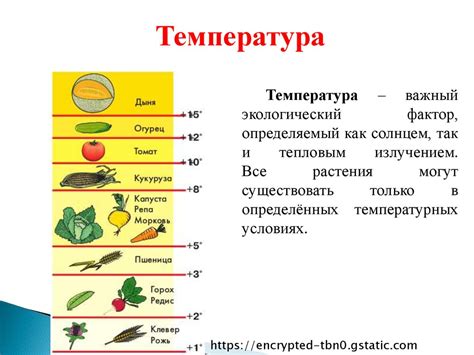 Влияние температуры на сокращение веса