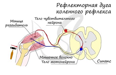 Влияние уровня активности нейронов на время рефлекса