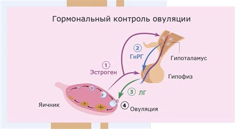 Влияние уровня эстрогена и гормональные изменения