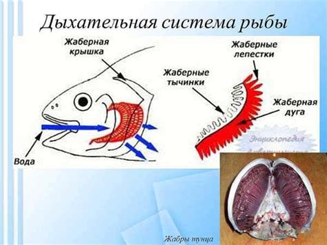 Влияние условий содержания на дыхание рыб