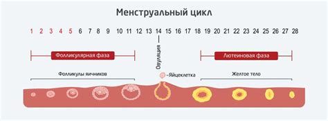 Влияние фазы цикла на продолжительность