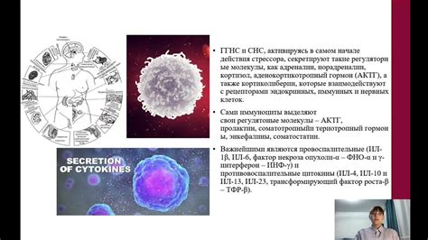 Влияние физической активности на иммунную систему