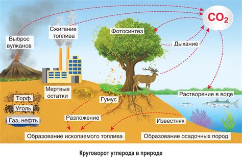 Влияние человека на круговорот веществ