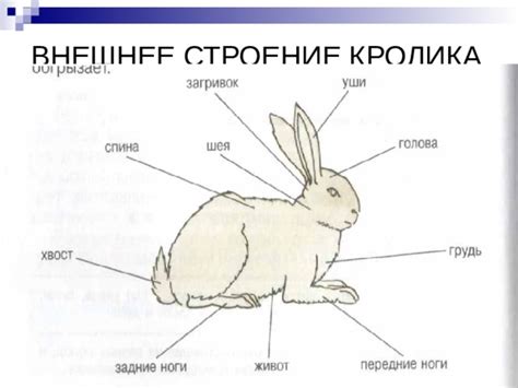 Внешнее строение зайчьих ушей