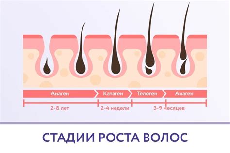 Внешние воздействия на рост волос