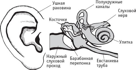 Внутреннее строение зайчьих ушей