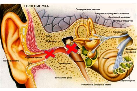 Внутренние и внешние травмы уха и их влияние на слух