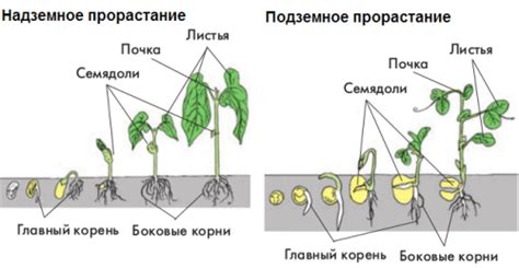 Внутренние механизмы прорастания семени