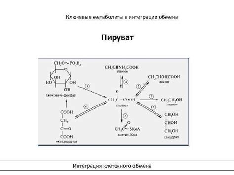 Вовлечение в процессы клеточного обмена