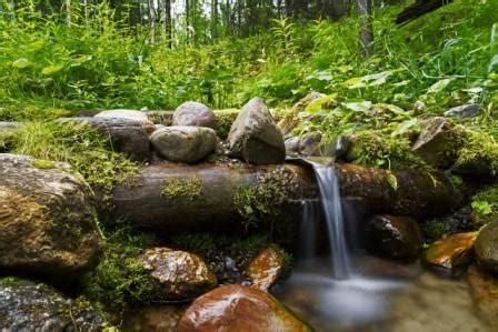 Вода из ручья и потока: клиенты кошек на природе