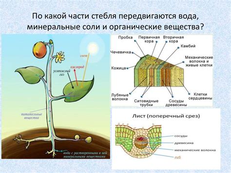 Вода и перенос веществ