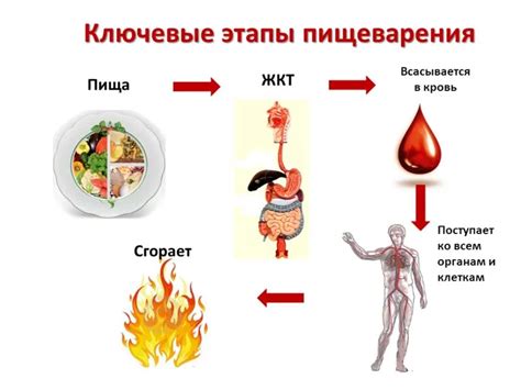 Вода и пищеварение: почему важно  не пить немедленно после еды