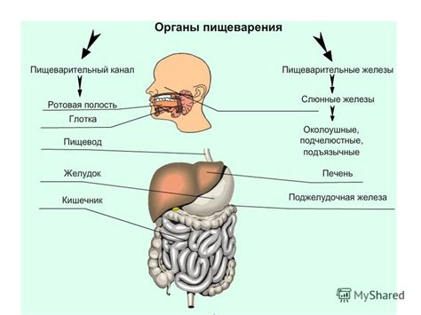 Вода и пищеварительная система: влияние на пищеварение и усвоение питательных веществ