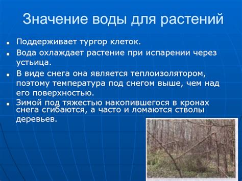 Вода поддерживает тургор клеток растений