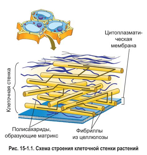 Вода является основным элементом в составе клеток растений