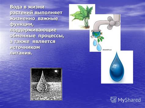 Вода - жизненно необходимый ресурс для растений