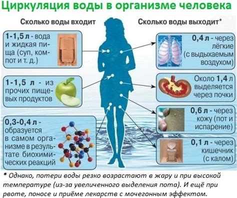 Водный баланс организма