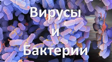 Воздействие вирусов и бактерий