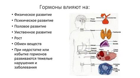 Воздействие гормонов на фигуру